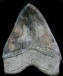 Serrated, Fossil Megalodon Tooth - Georgia #76545-2